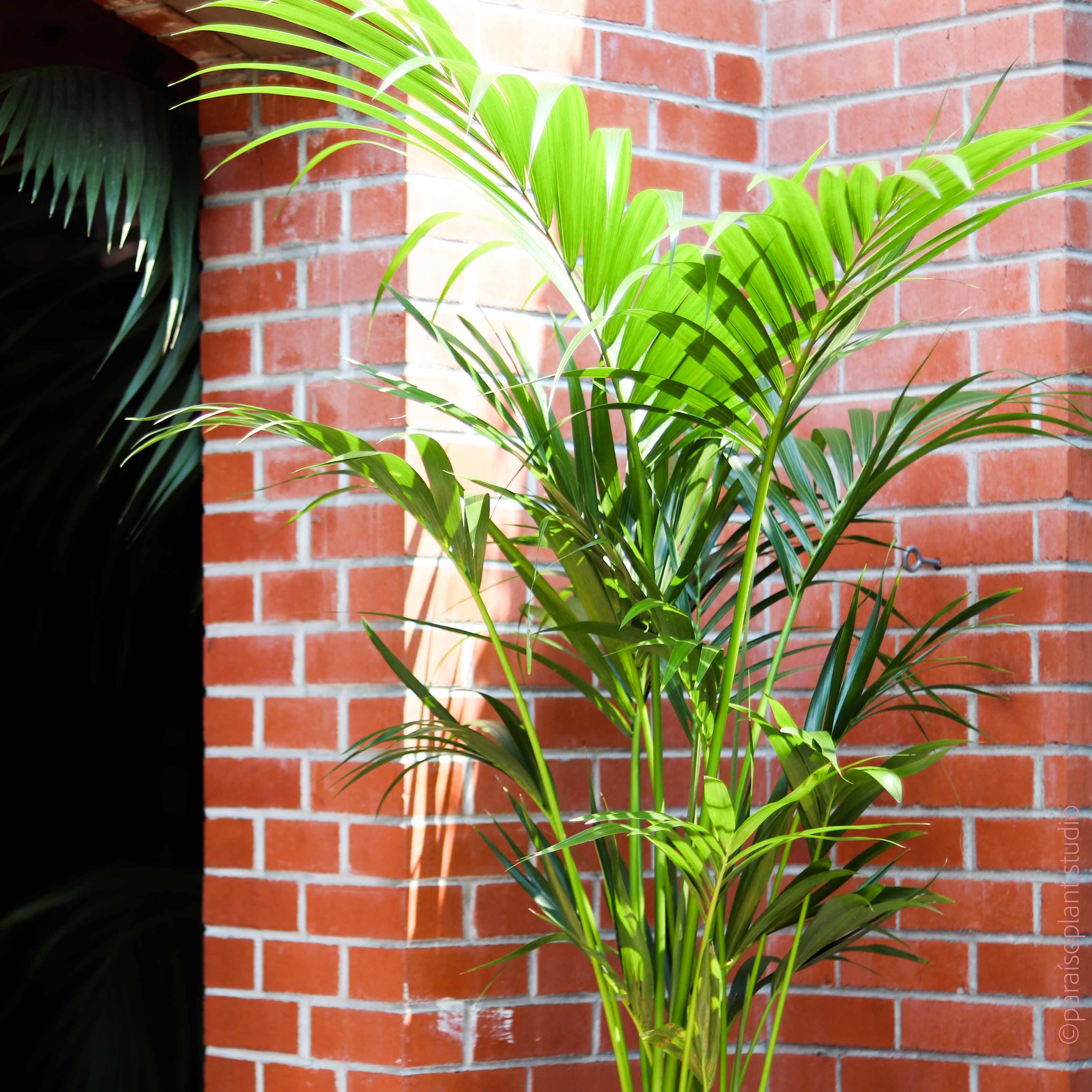 cane palm indoor plant 12in 5-6ft Kentia Palm – Paraíso Plant Studio