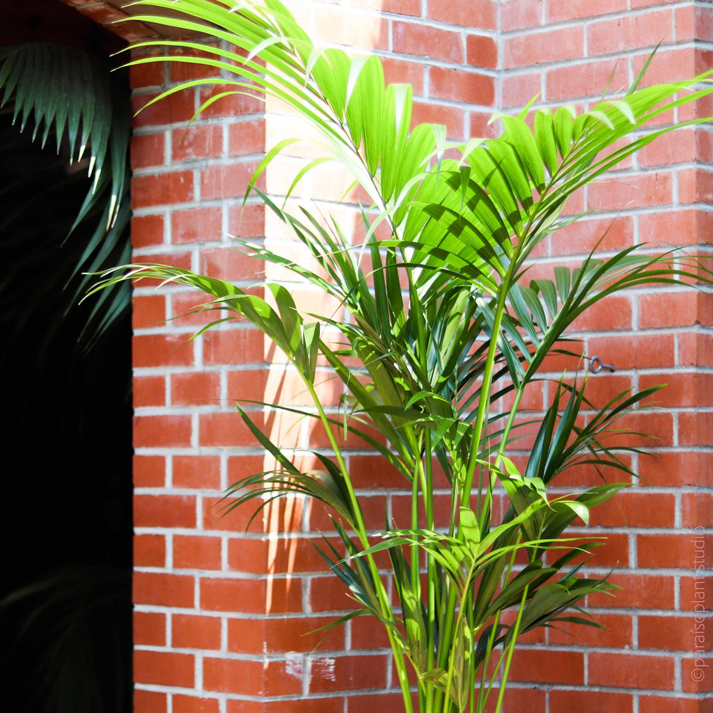 12in 5-6ft Kentia Palm