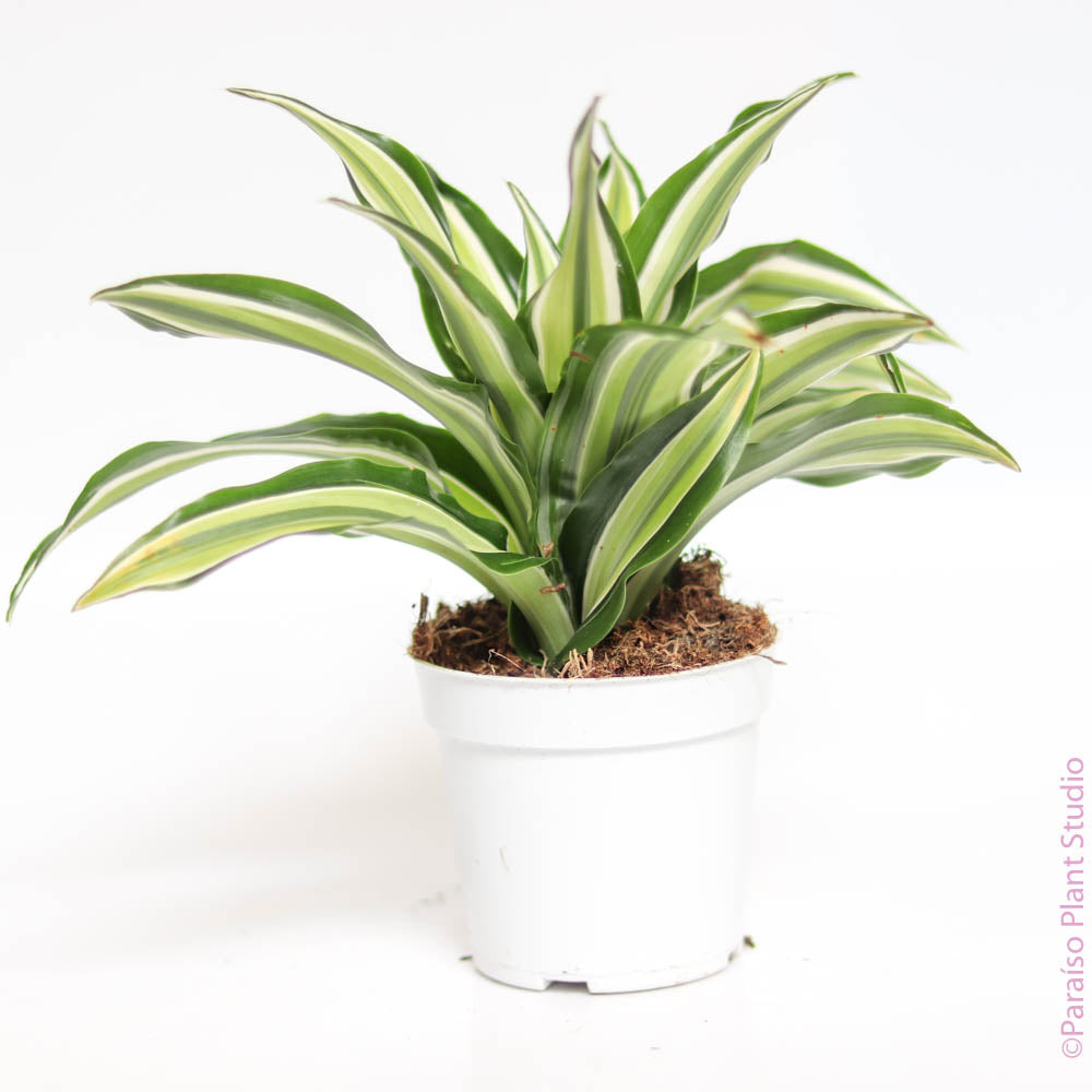dracaena fragrans malaika 4in Dracaena Malaika