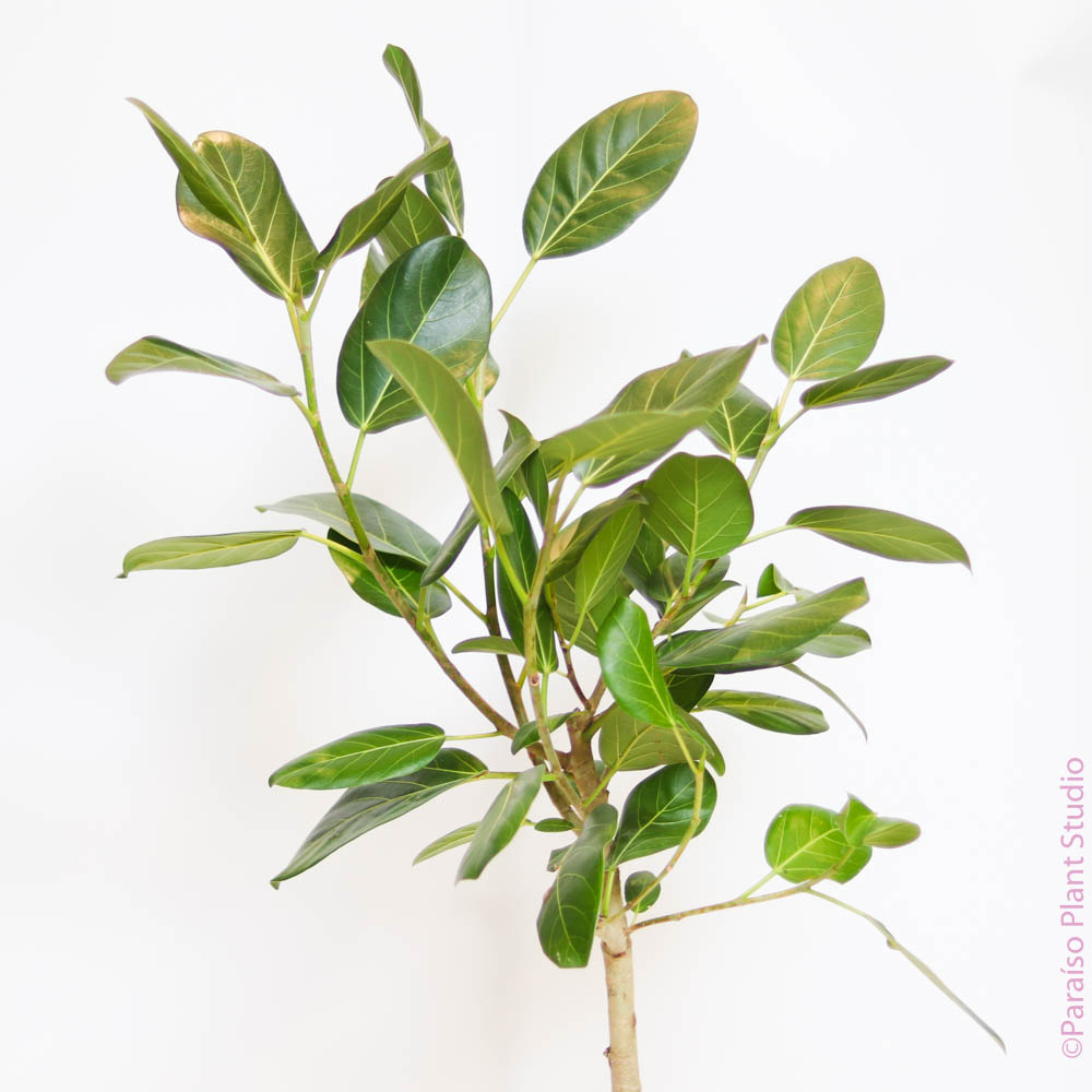 ficus elastica audrey 10in Ficus Audrey Standard