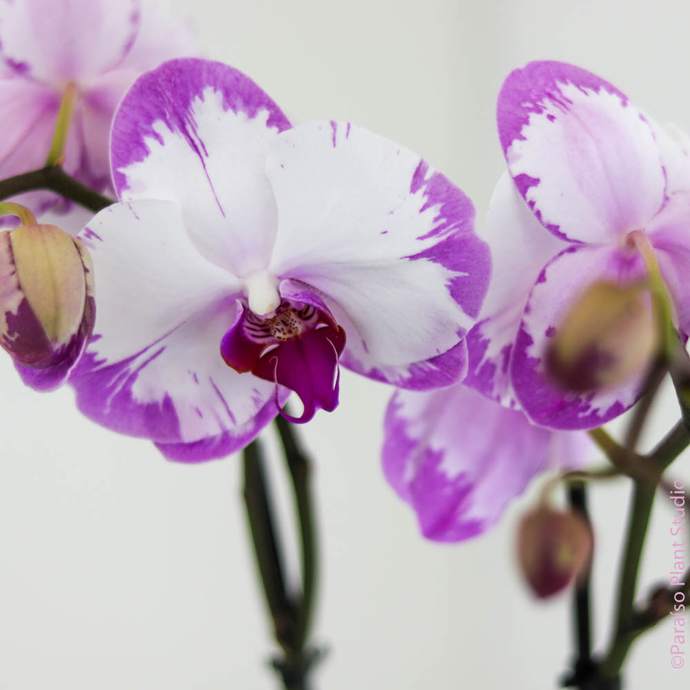 4in Phalaenopsis Orchid - Assorted Colors