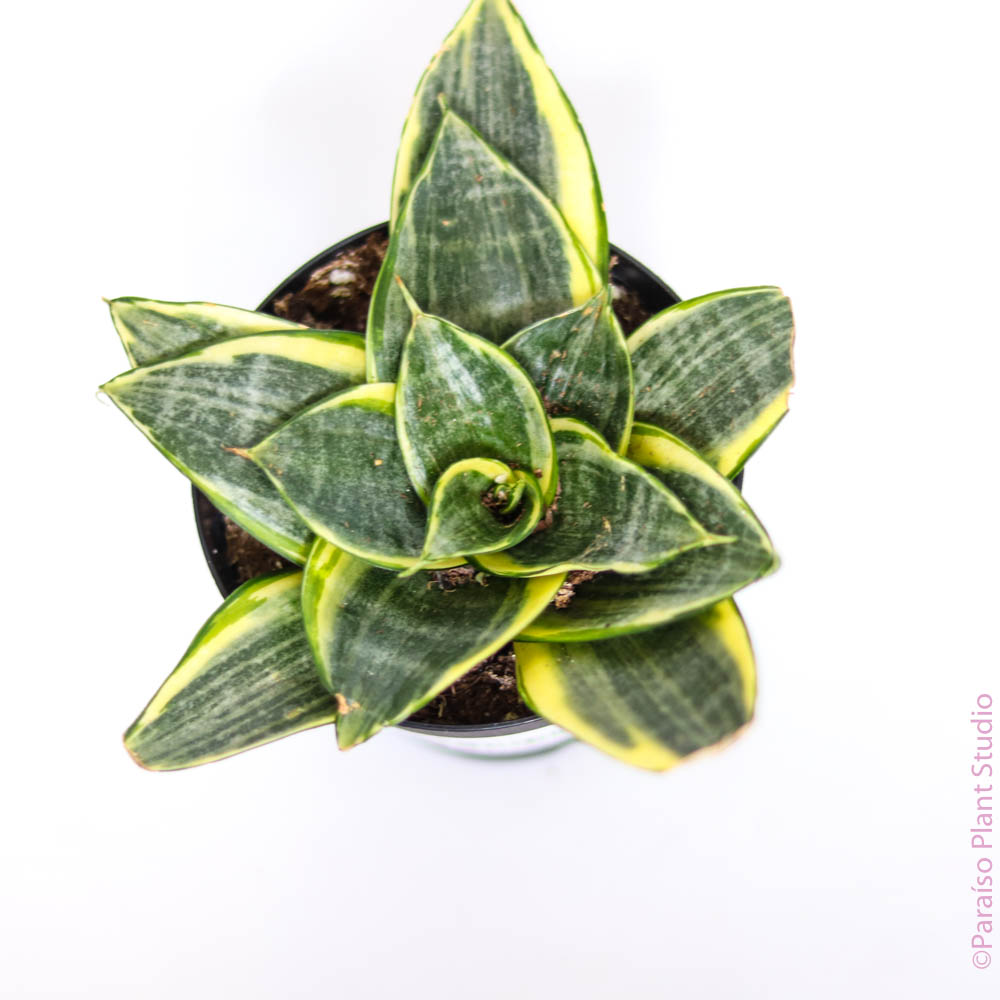 florette-shaped leaves of a 4in Birds Nest Sansevieria ‘Hahnii’ with a white background.