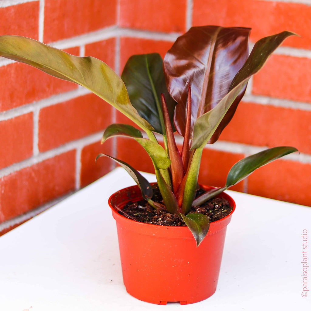 6in Philodendron Congo Rojo