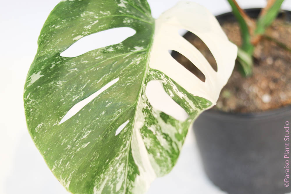 buy monstera deliciosa albo variegata Variegated Monstera 'Albo' – Paraíso Plant Studio