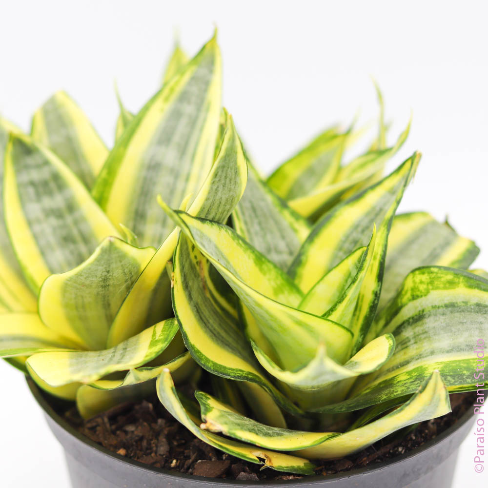 golden hahnii bird's nest snake plant 6in Birds Nest Sansevieria ‘Golden Hahnii’