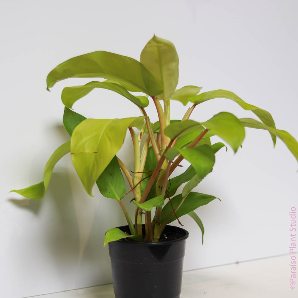 5in Philodendron 'Lemon Lime'