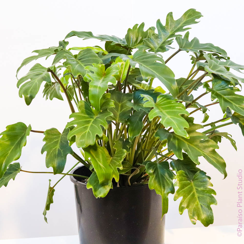 plant philodendron xanadu 10in Philodendron Xanadu