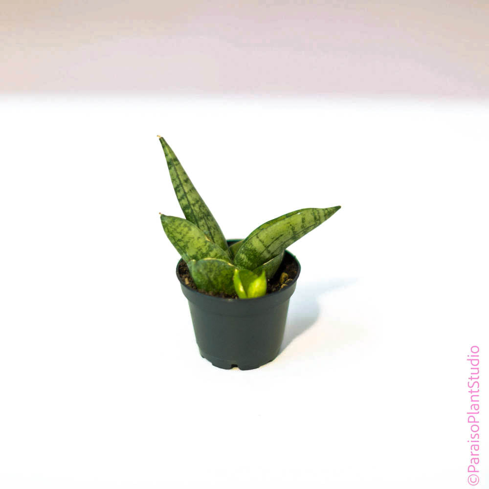 sansevieria boncellensis care 2in-4in Sansevieria Boncellensis