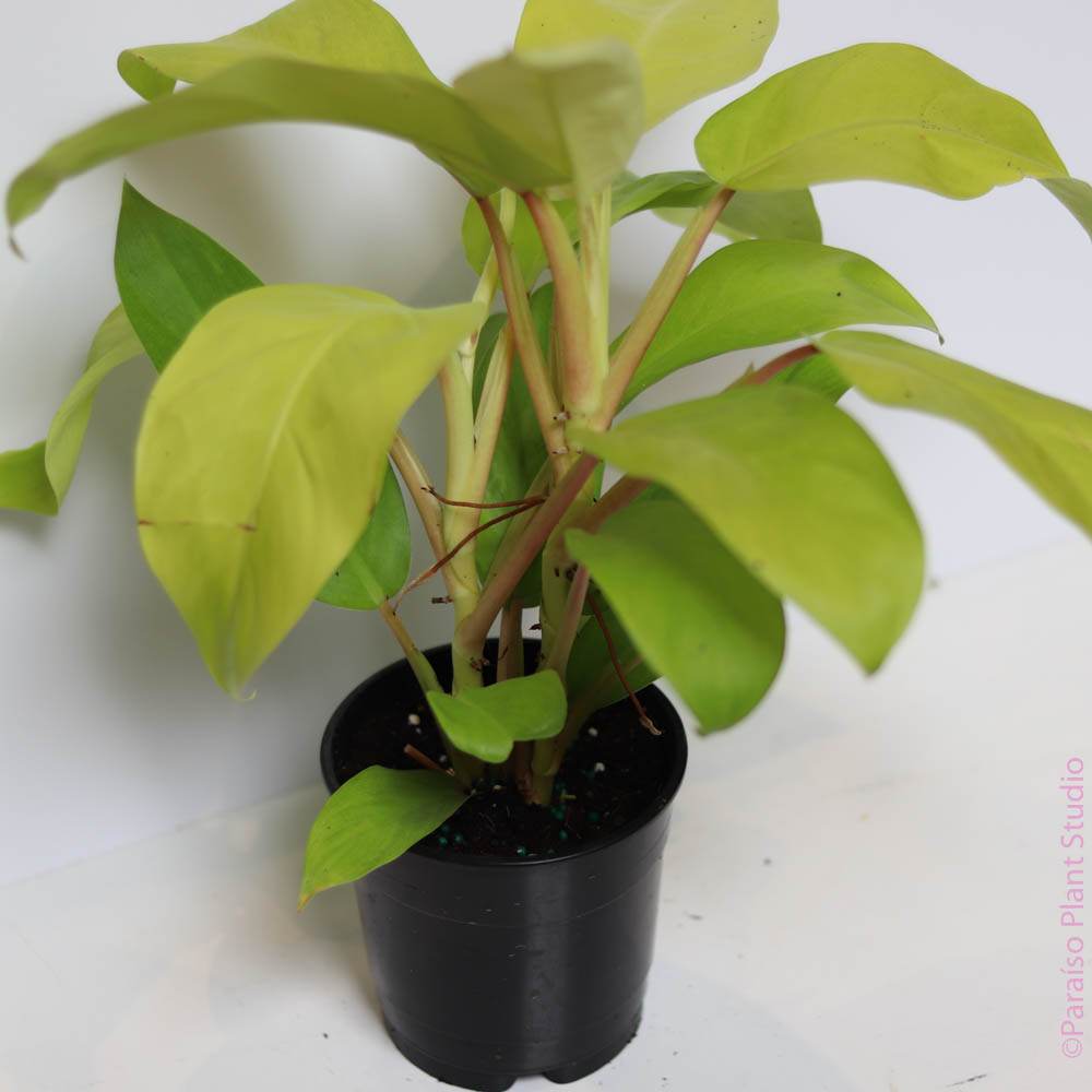 5in Philodendron 'Lemon Lime'