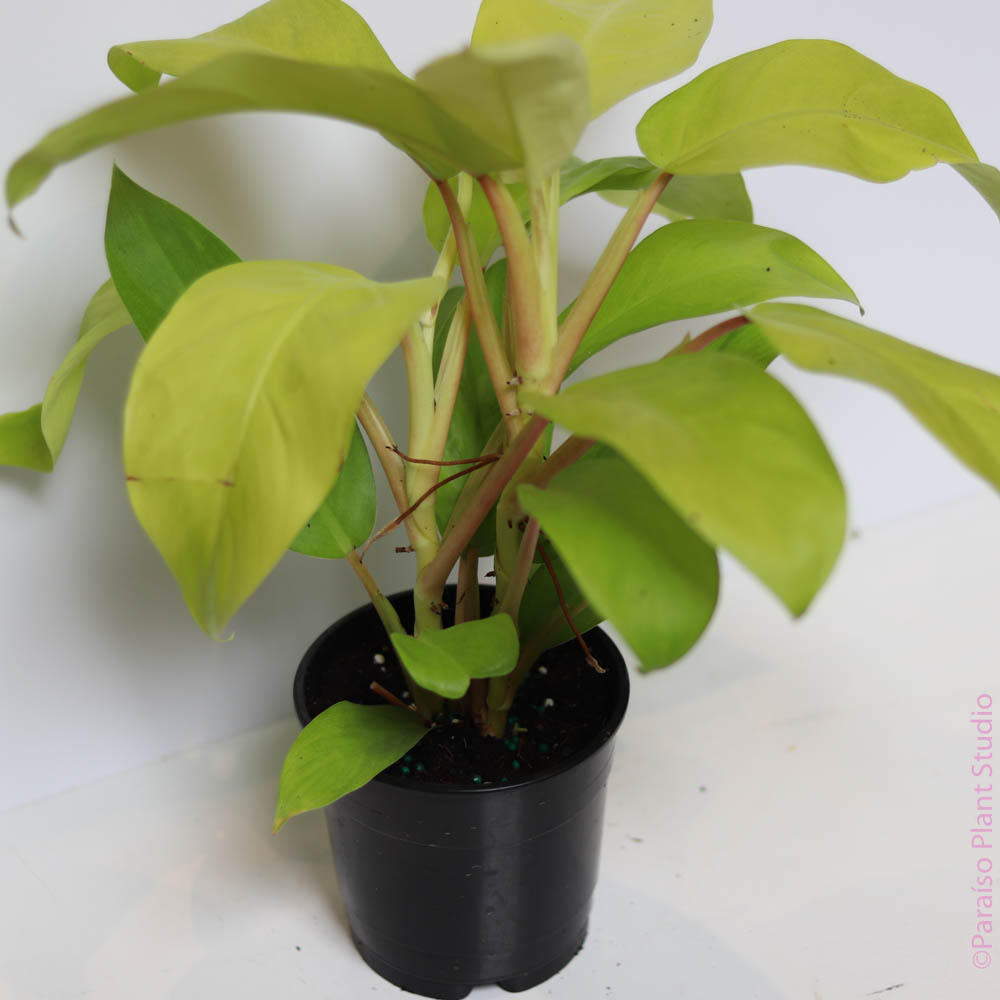 philodendron lemon lime upright care 5in Philodendron 'Lemon Lime' – Paraíso Plant Studio