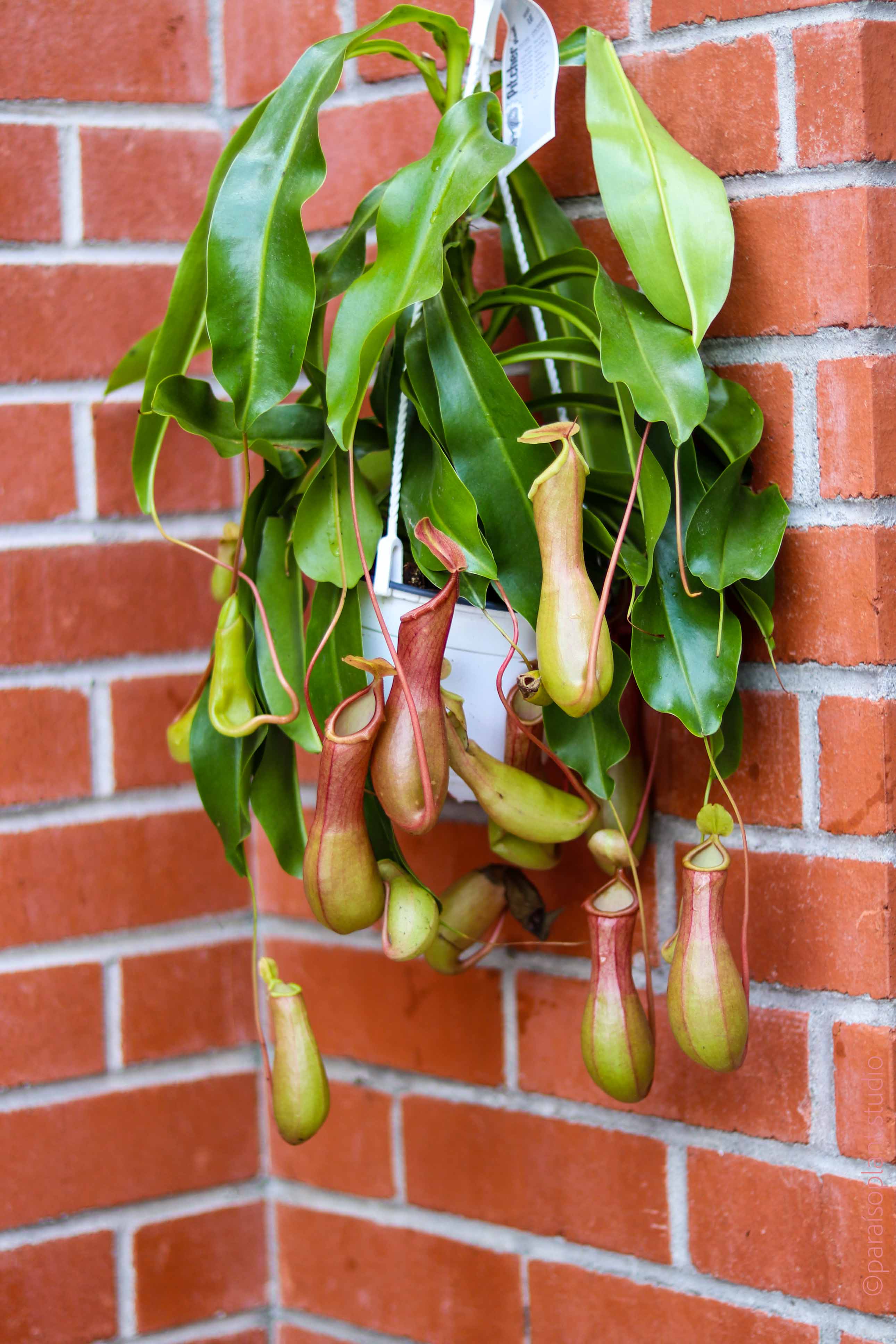 hanging pitcher plant 6in Nepenthes Pitcher Plant