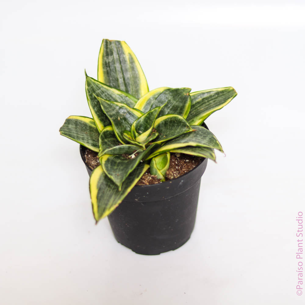florette-shaped leaves of a 4in Birds Nest Sansevieria ‘Hahnii’ with a white background.