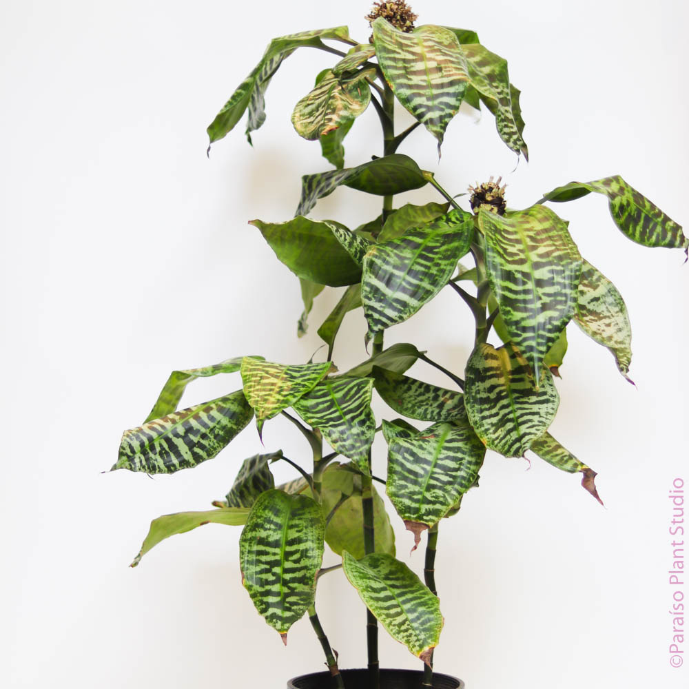 dracaena rare Dracaena Goldieana
