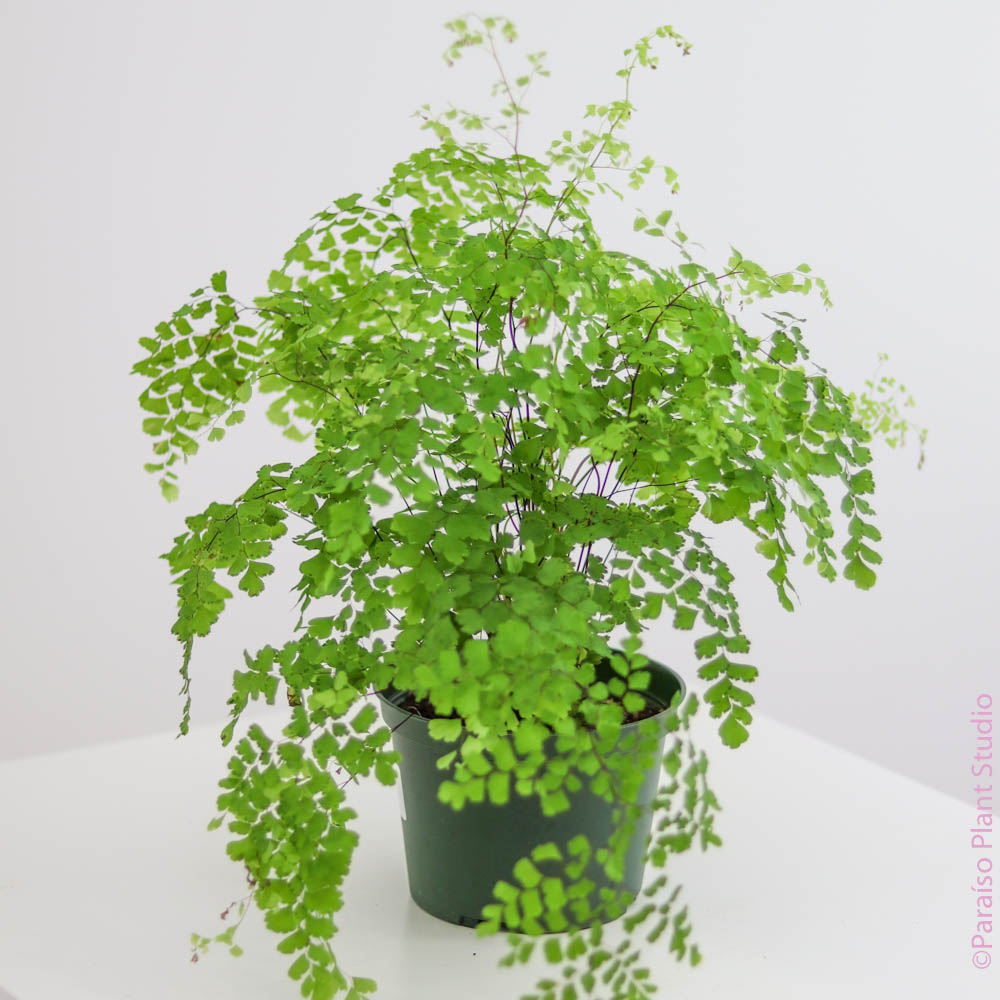 hanging plant that looks like hair 6in Maiden Hair Fern – Paraíso Plant Studio
