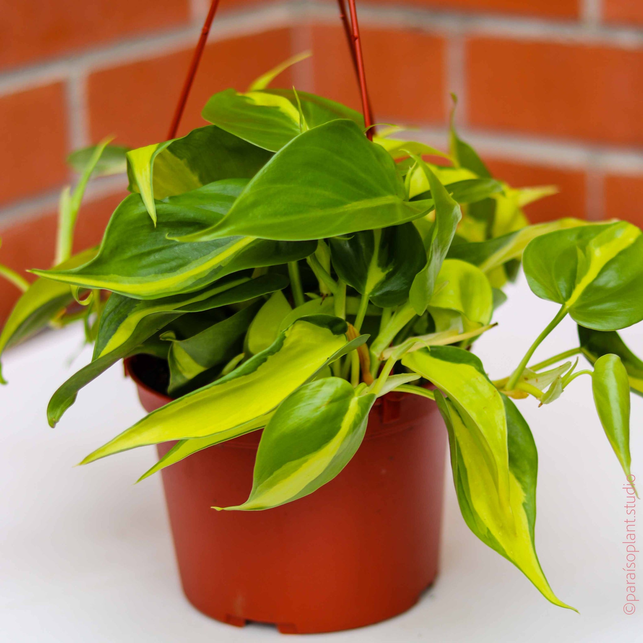 philodendron brasil toxic 6in Philodendron Brasil – Paraíso Plant Studio