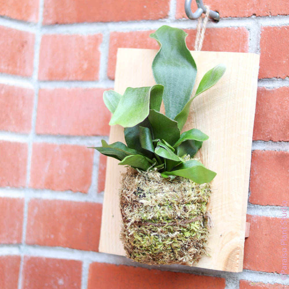 Mounted Staghorn Fern - Upright