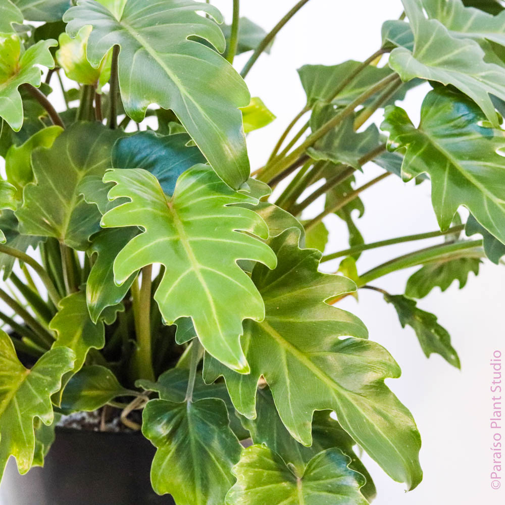 philodendron xanadu outdoor 10in Philodendron Xanadu