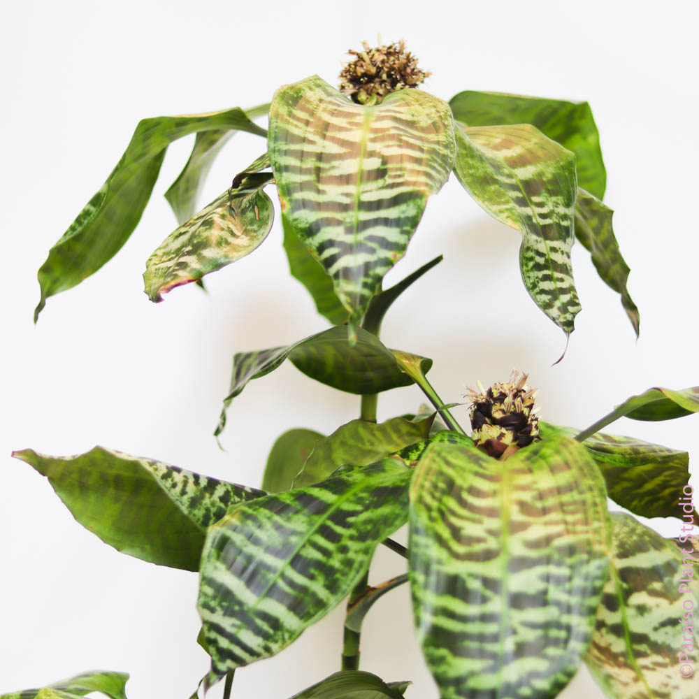 dracaena goldieana for sale Dracaena Goldieana