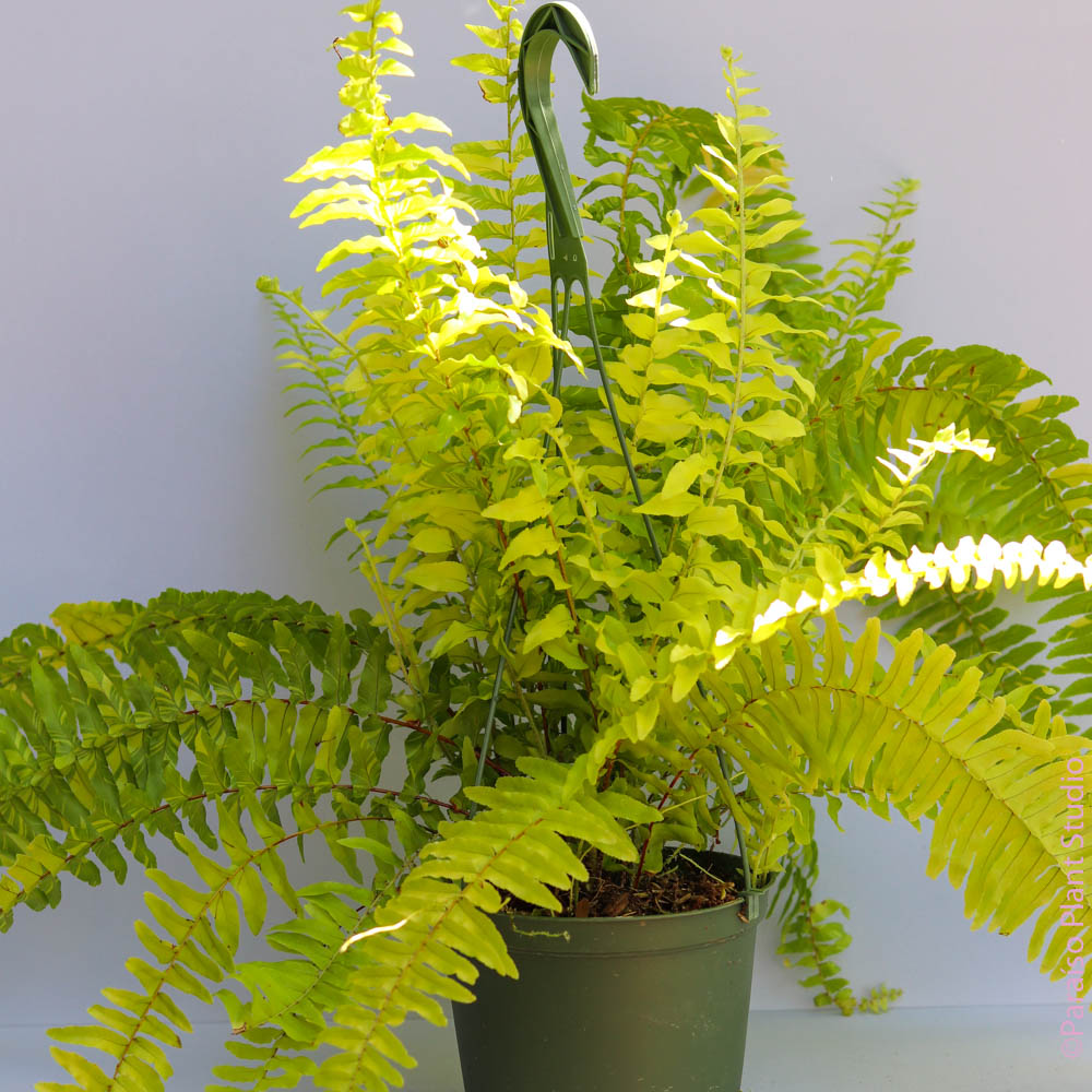 tiger house plant 6in Tiger Fern – Paraíso Plant Studio