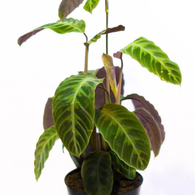 calathea warscewiczii prayer plant 8in Calathea Warscewiczii