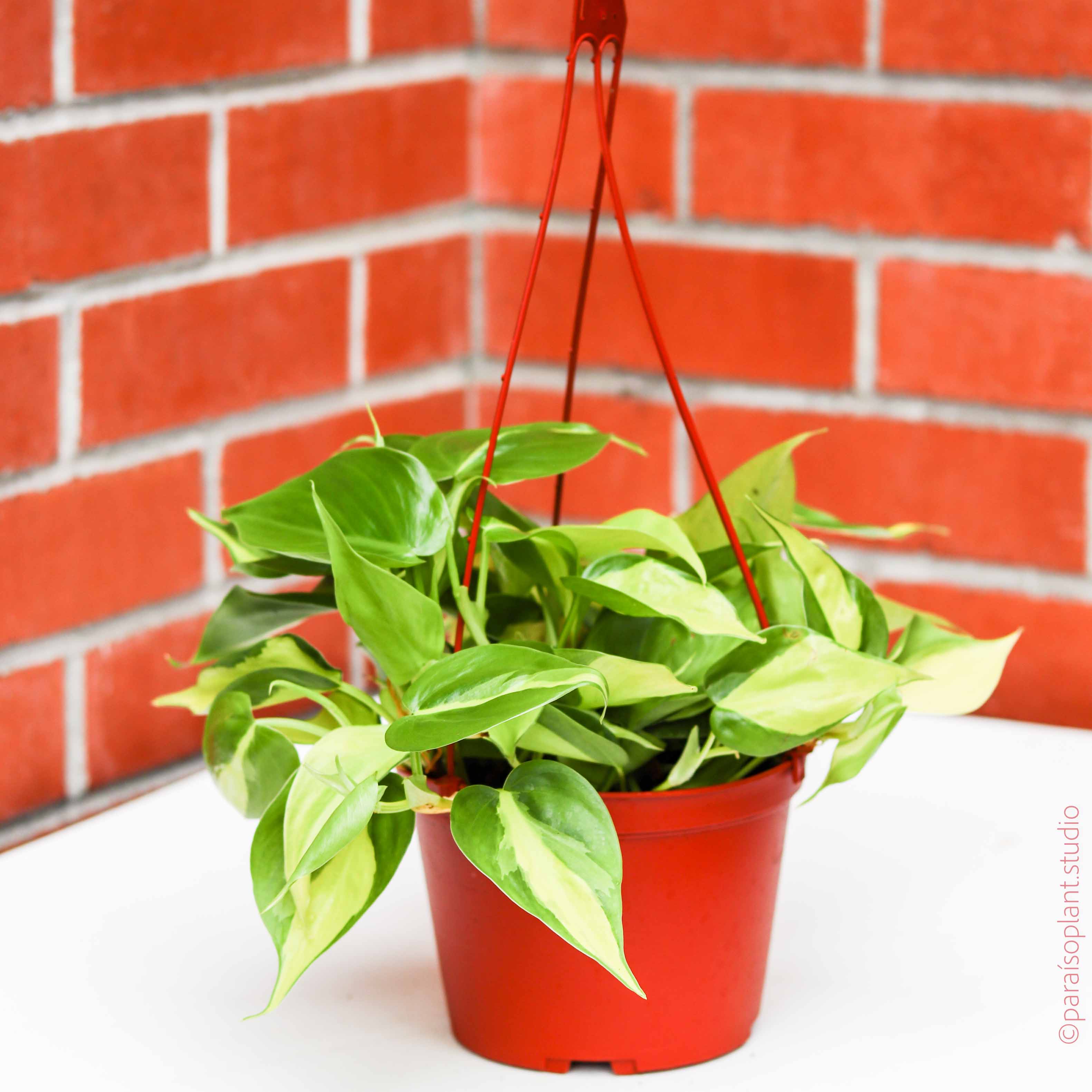 philodendron brasil. 6in Philodendron Brasil – Paraíso Plant Studio