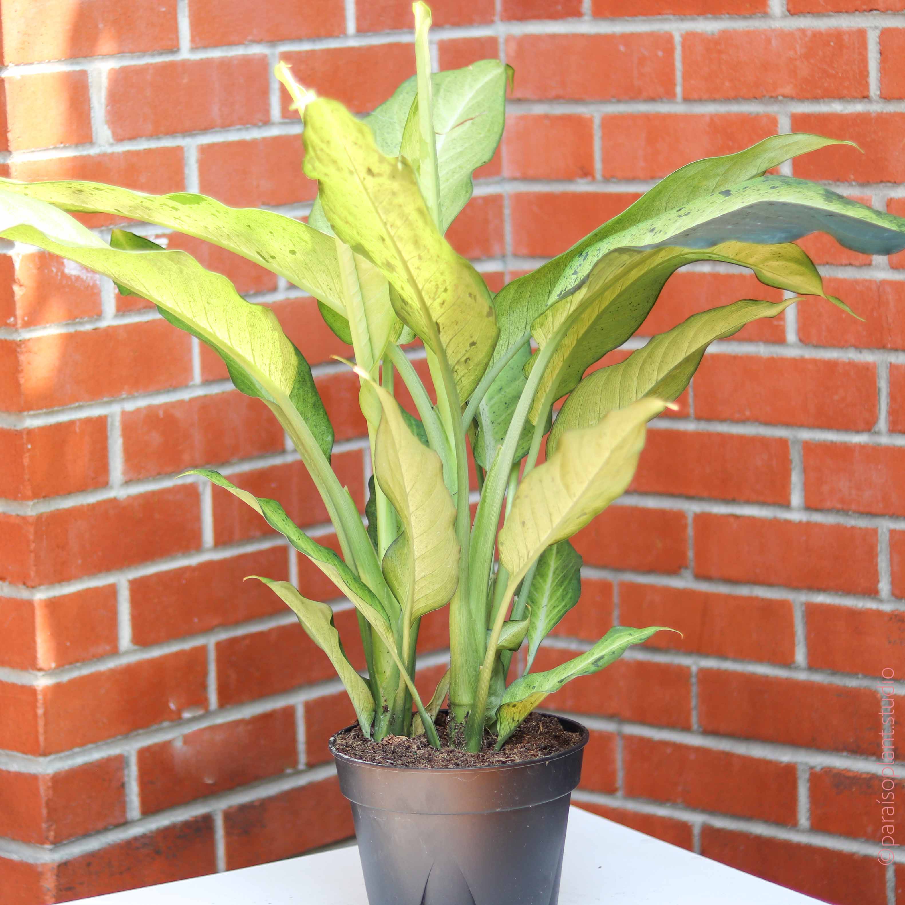 dieffenbachia camouflage care 6in Dieffenbachia Camouflage