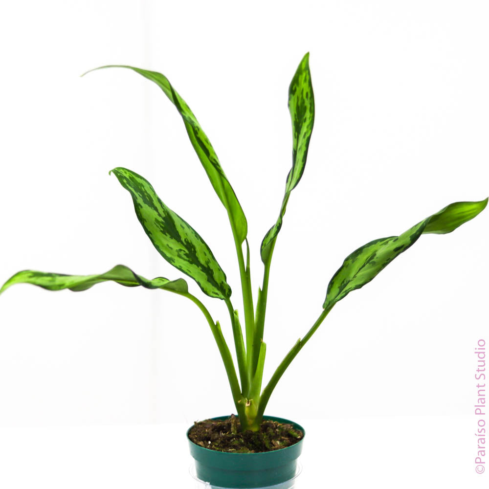 juliette aglaonema 4in Aglaonema Miss Juliette – Paraíso Plant Studio