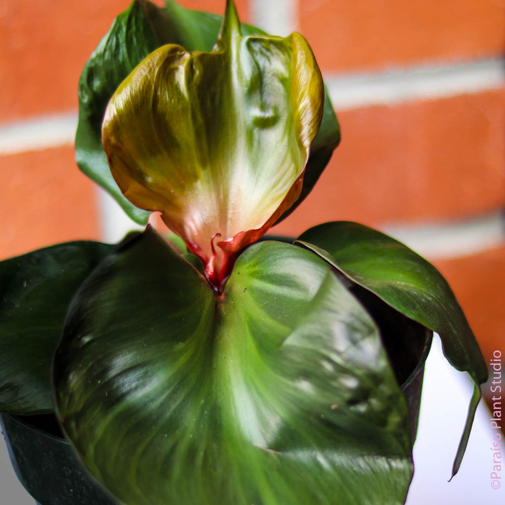 red heart leaf philodendron 6in Philodendron Red Heart – Paraíso Plant Studio