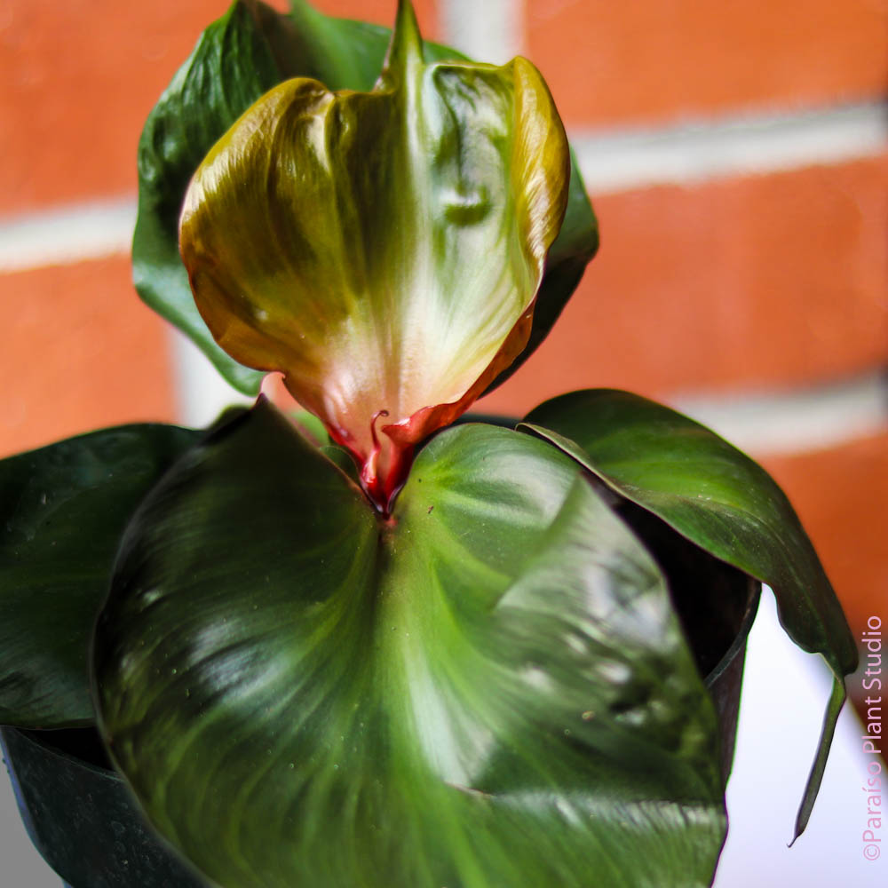6in Philodendron Red Heart