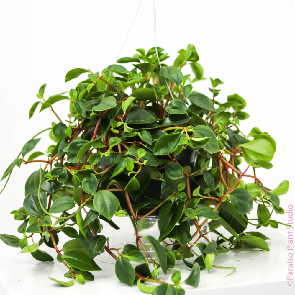 8in-10in Peperomia Red Stem