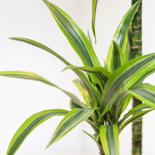 repotting dracaena lemon lime 10in Dracaena Lemon Lime Bush – Paraíso Plant Studio