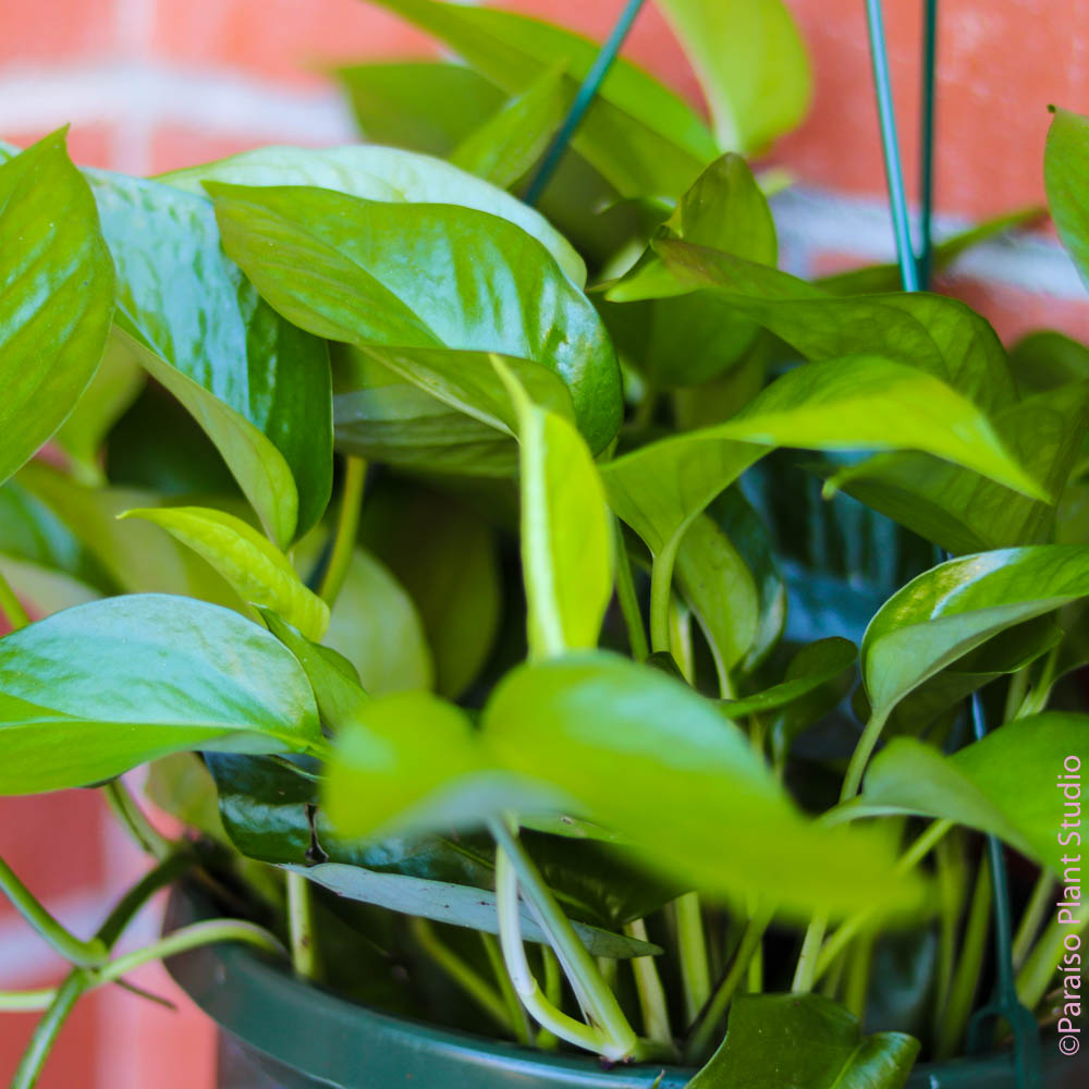 Close up of green vines of an 8in Jade Pothos hanging in front of a brick wall.