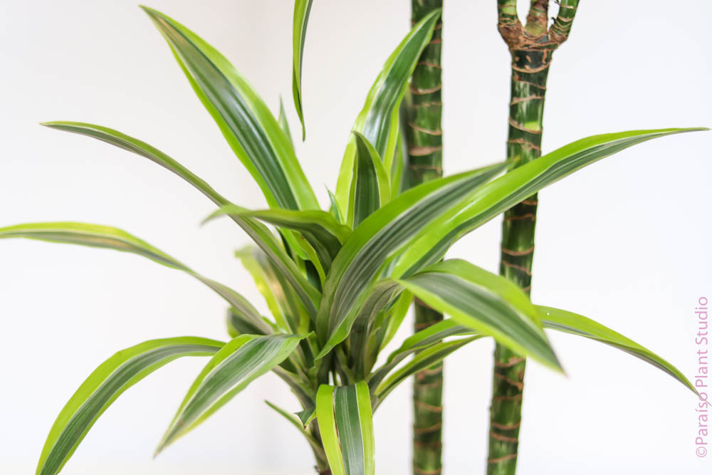 dracaena lemon lime tall 2gal-12in Dracaena Lemon Lime Cane