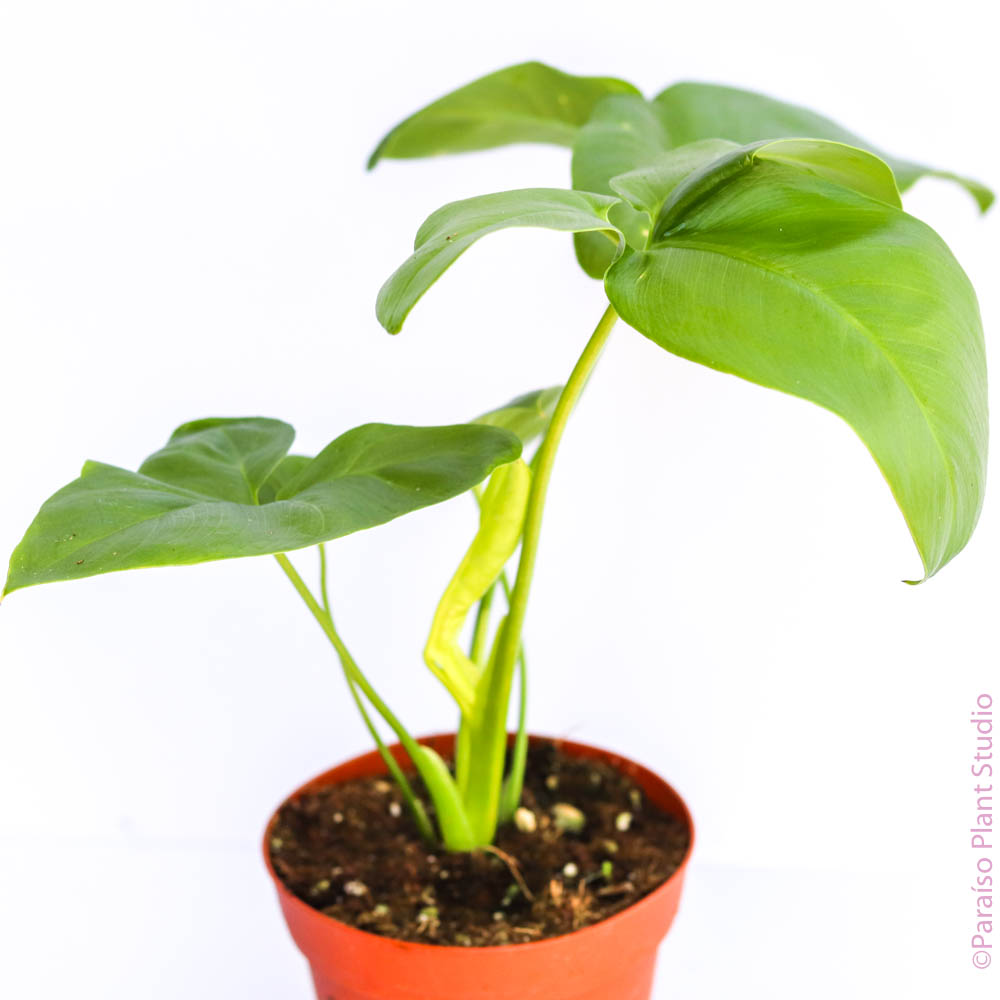 philodendron goeldii baby 4in-10in Philodendron Goeldii