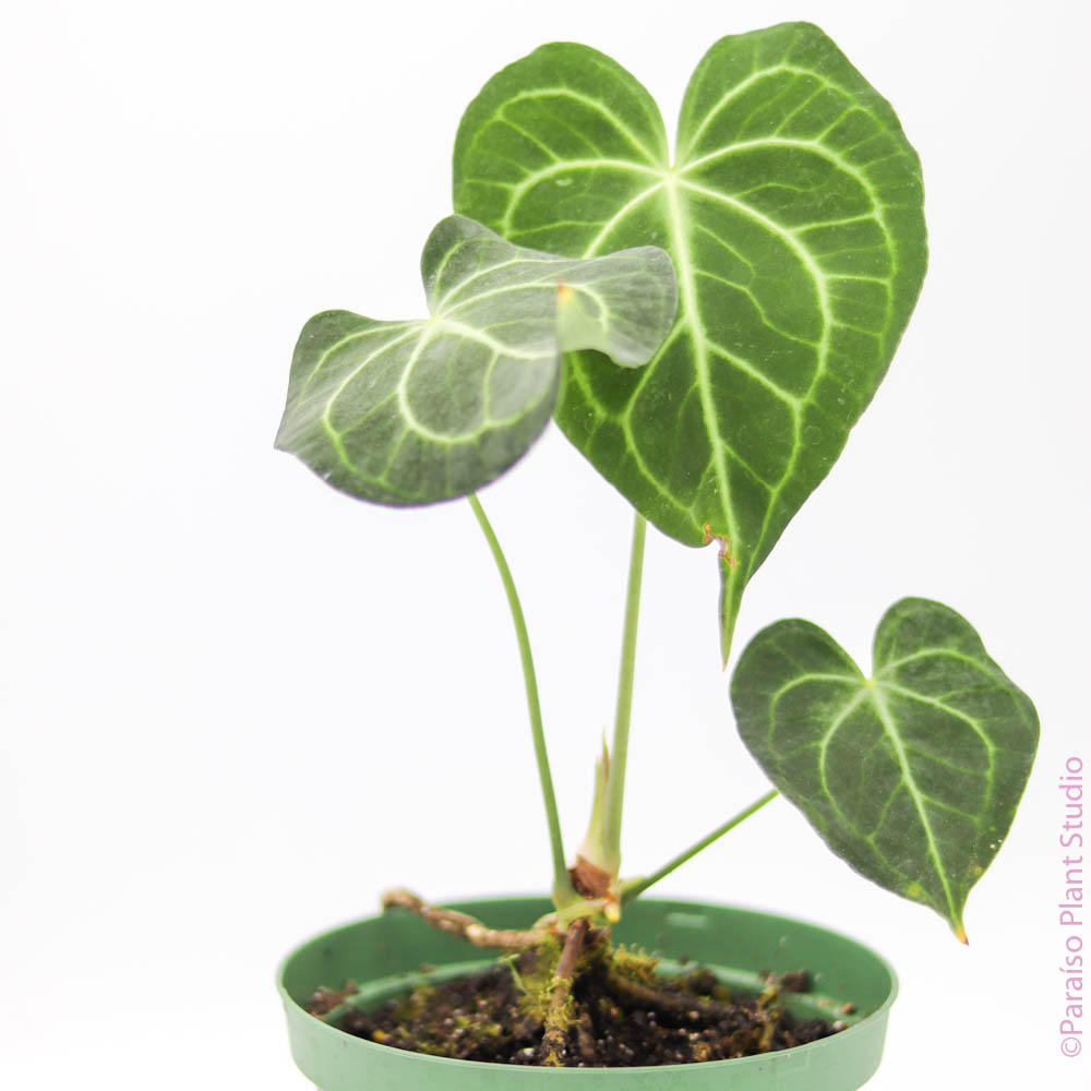 anthurium clarinervium for sale australia Anthurium Clarinervium – Paraíso Plant Studio