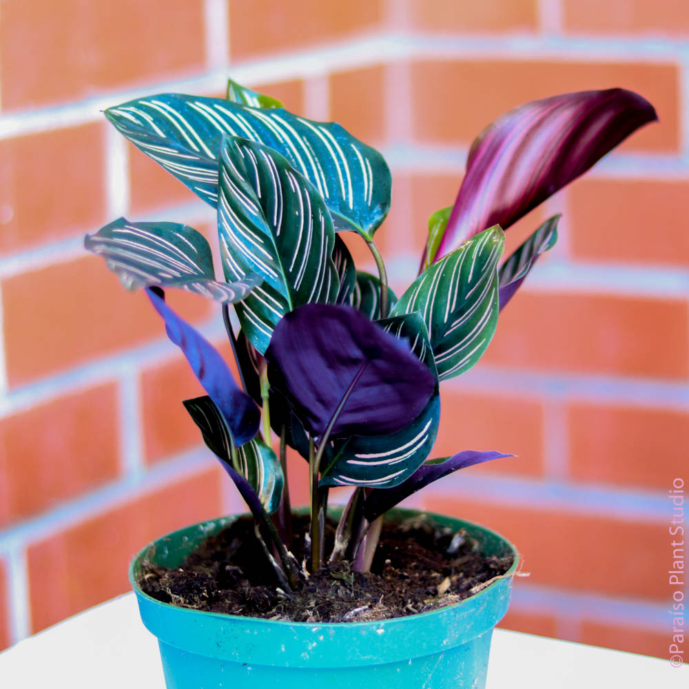 6in-8in Calathea Ornata – Paraíso Plant Studio