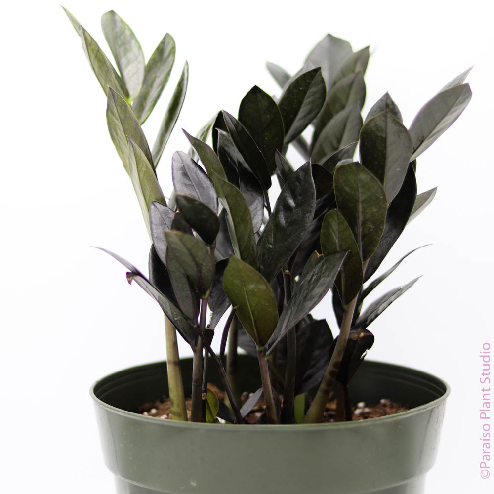 buy black zz plant 6in-8in Black ZZ 8in