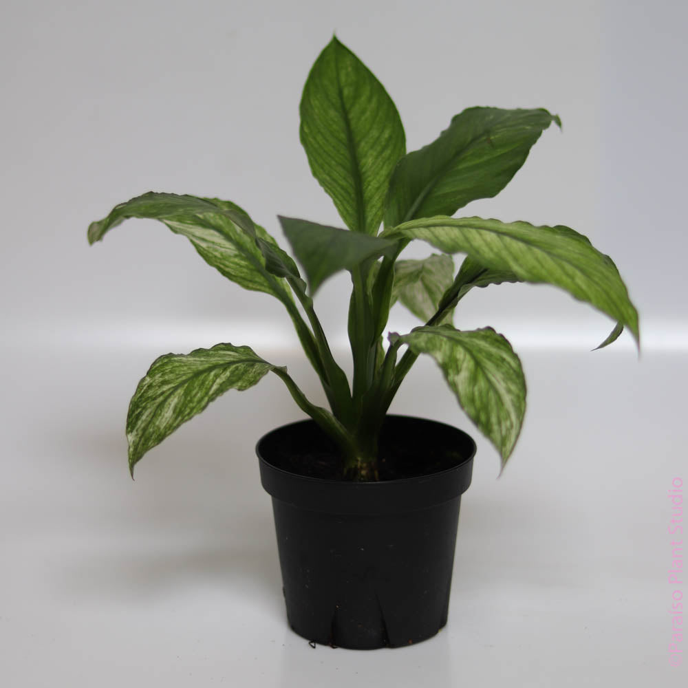 4in Peace Lily High Variegation
