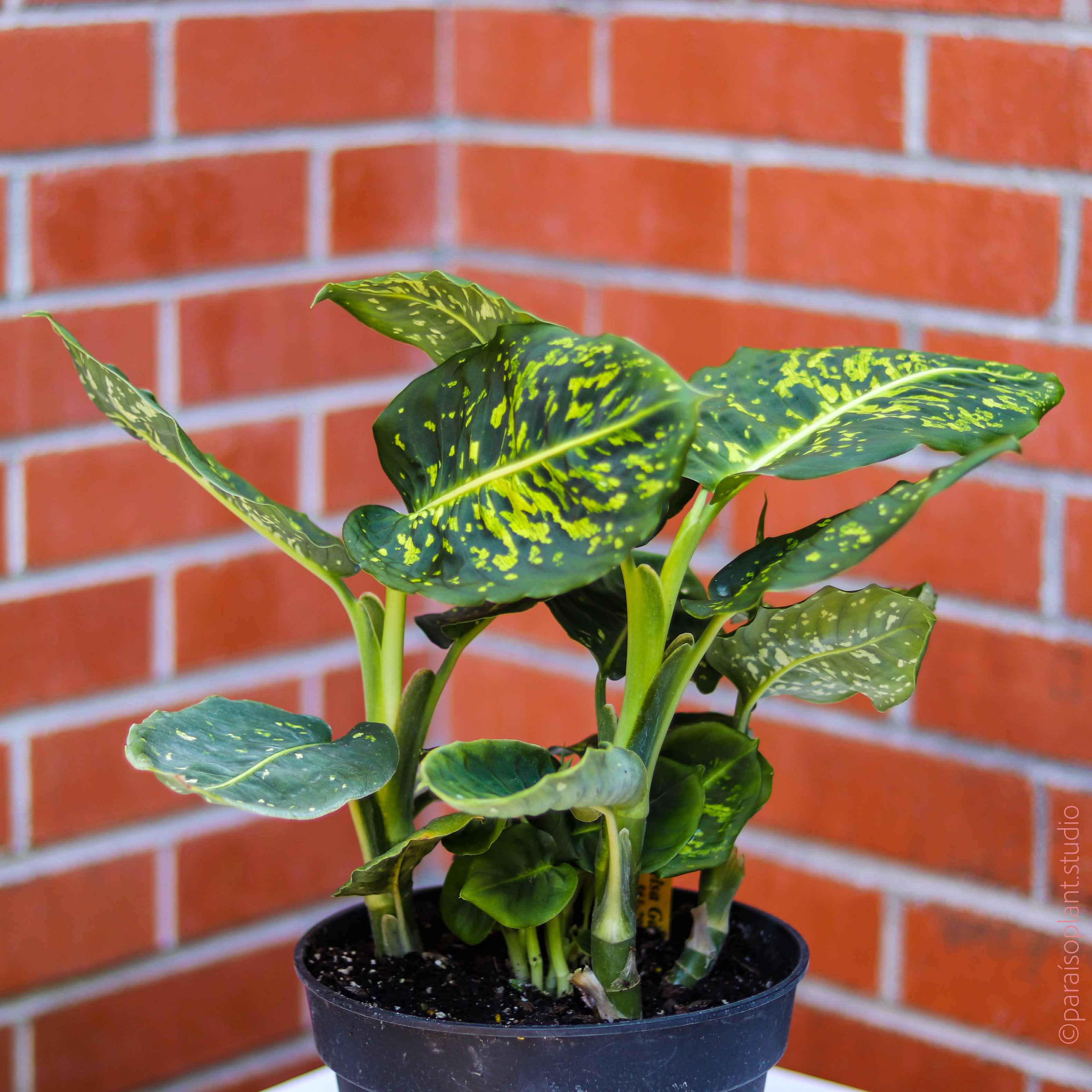 dieffenbachia reflector 4in-10in Dieffenbachia Reflector