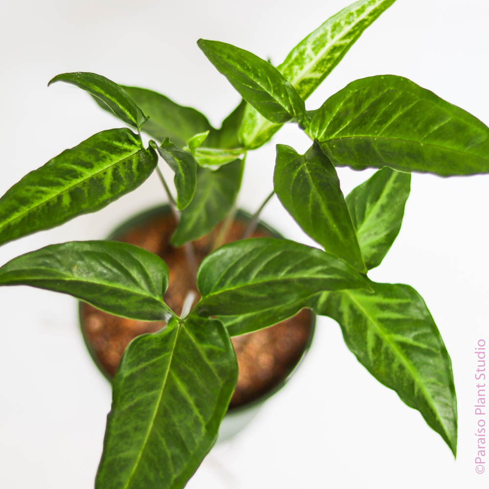 tri leaf philodendron 6in Syngonium Podophyllum 'Trileaf Wonder'