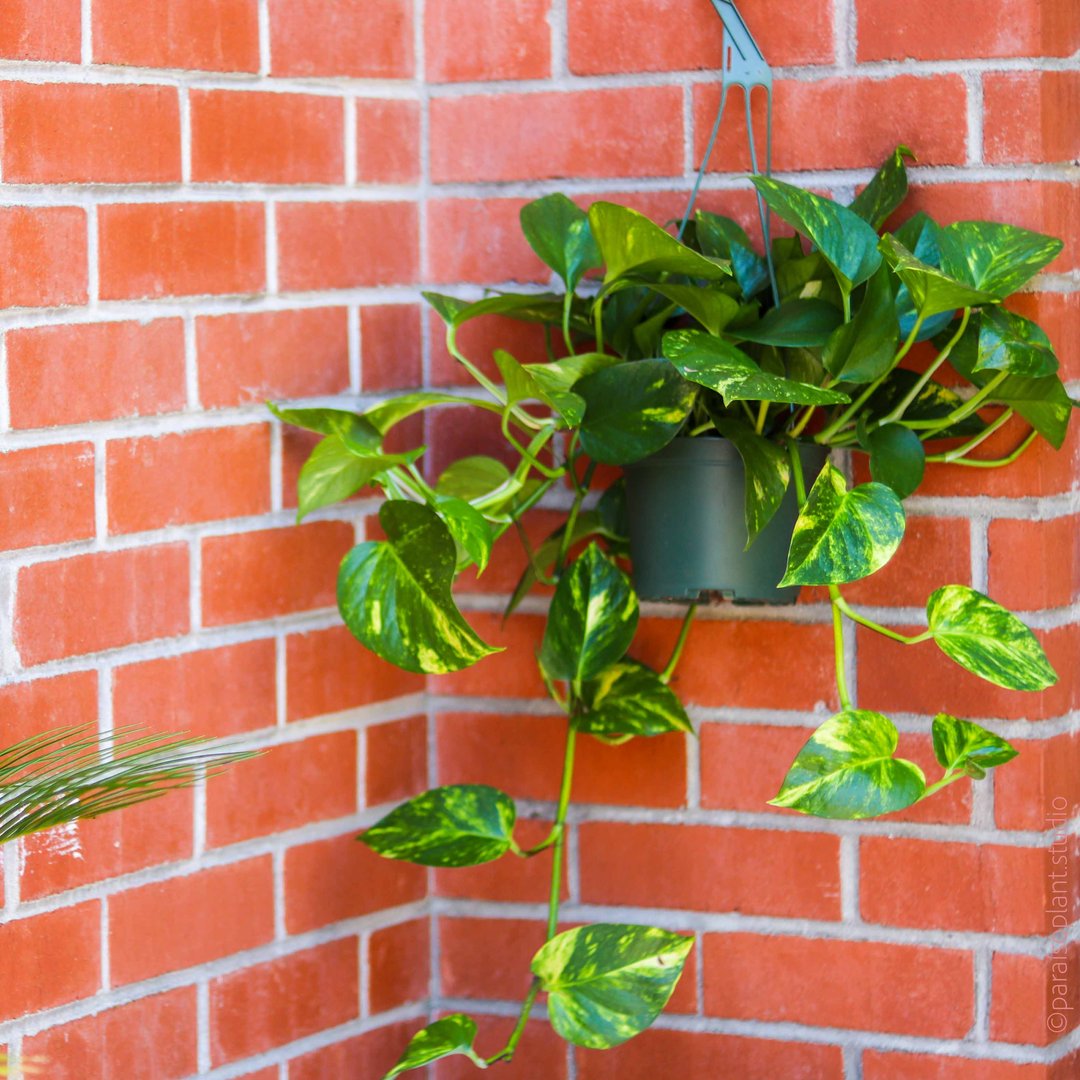 natural plant food for indoor plants Organic Indoor Kit By Arber main image 0