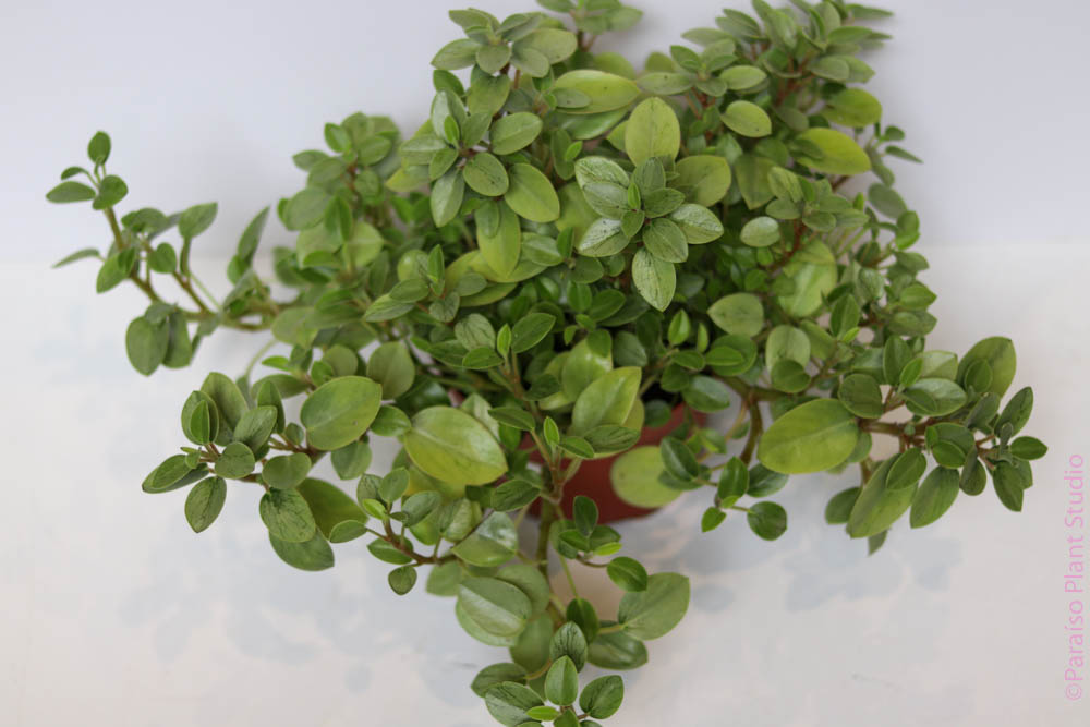 6in Peperomia Pixie Lime
