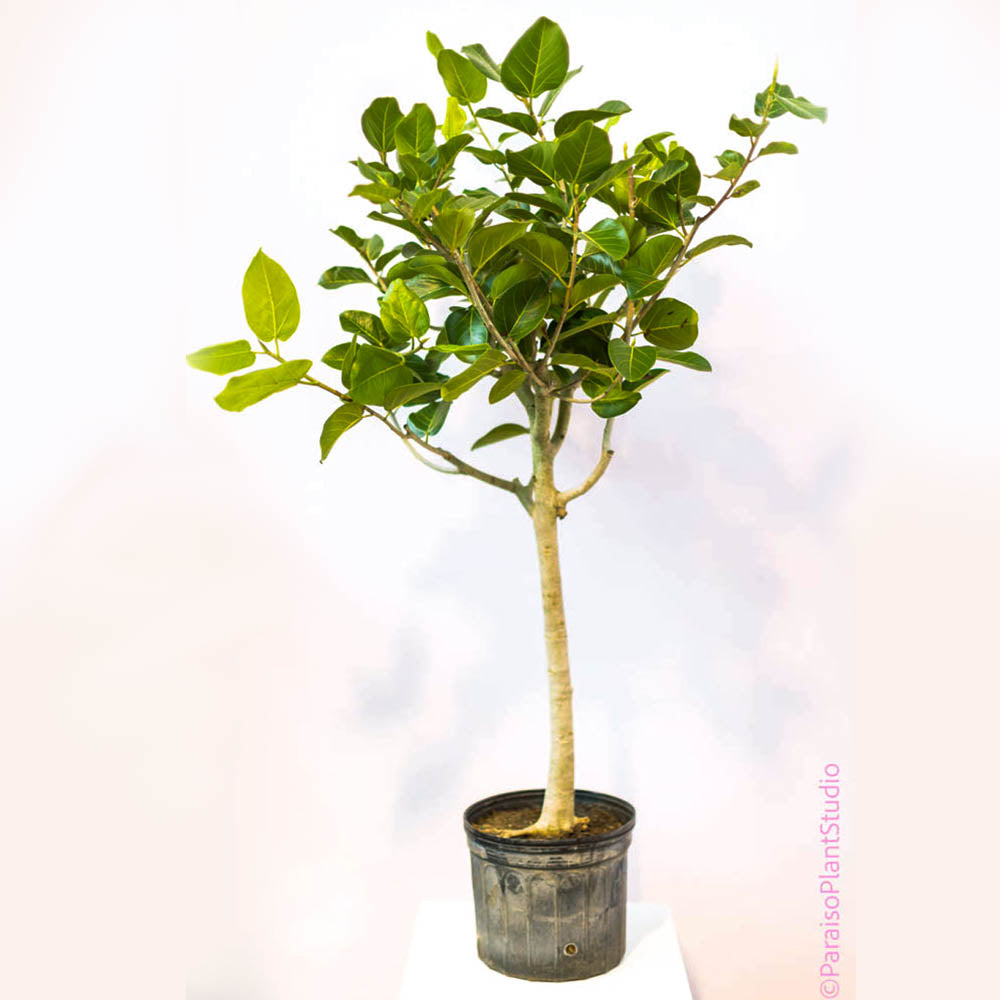 ficus audrey direct sun 14in Ficus Audrey Standard – Paraíso Plant Studio
