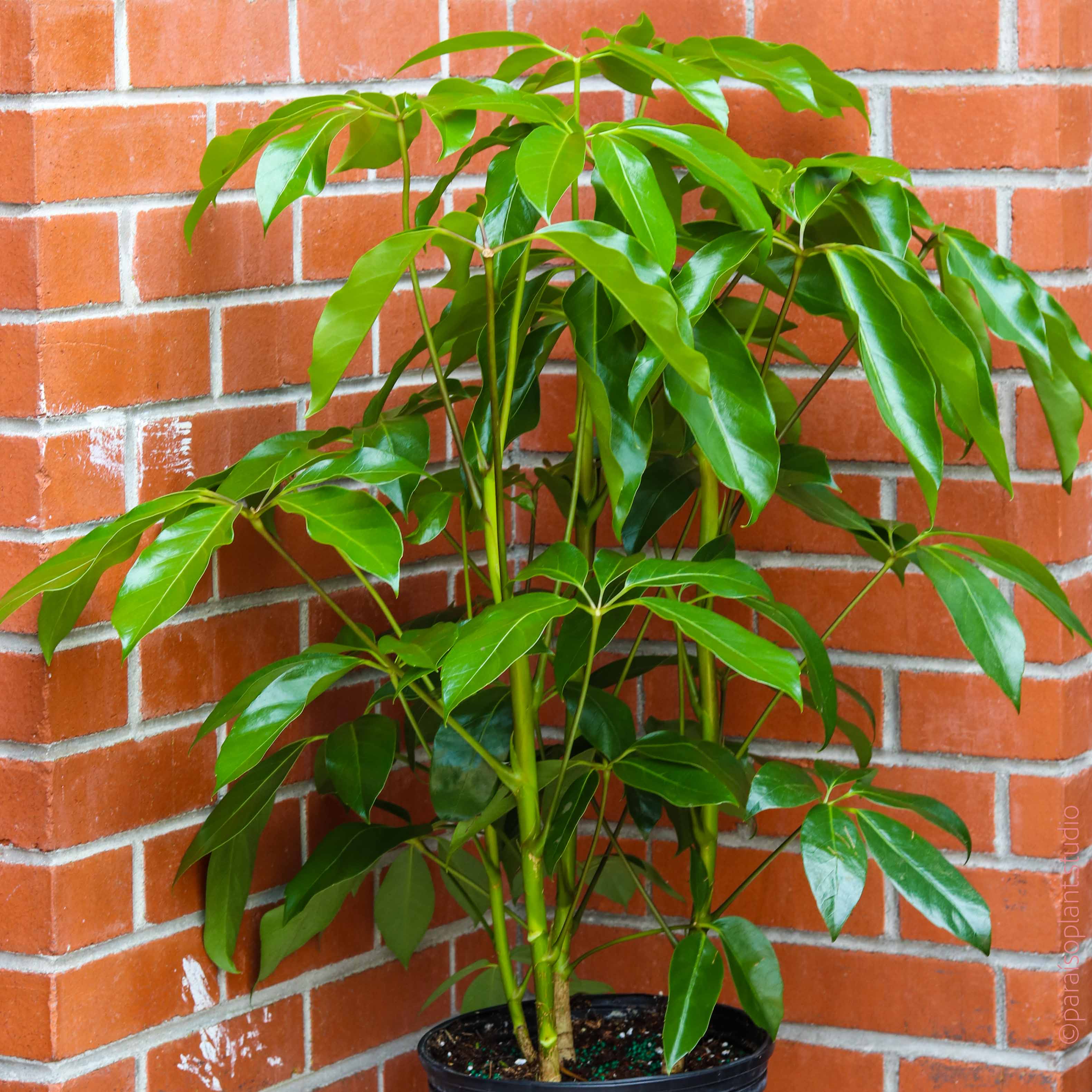 umbrella tree house plant 6in-14in Schefflera Amate 'Umbrella Tree’