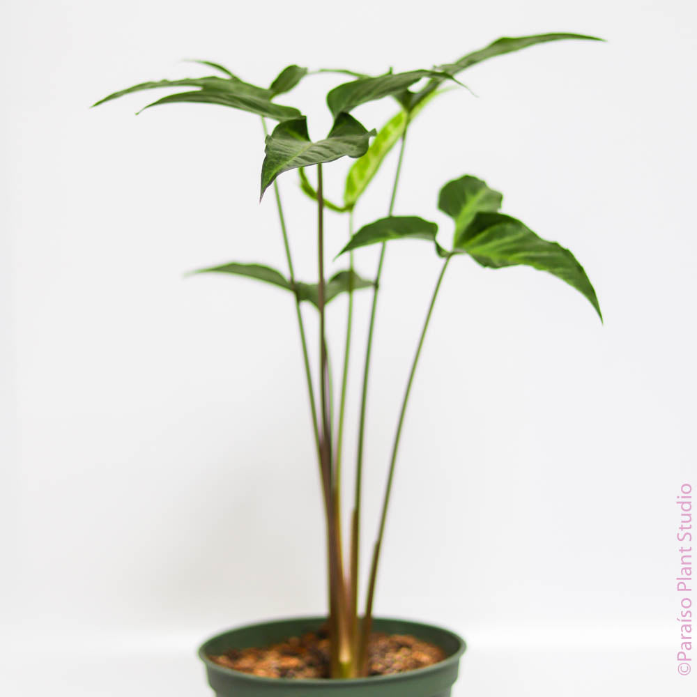 philodendron syngonium 6in Syngonium Podophyllum 'Trileaf Wonder' – Paraíso Plant Studio