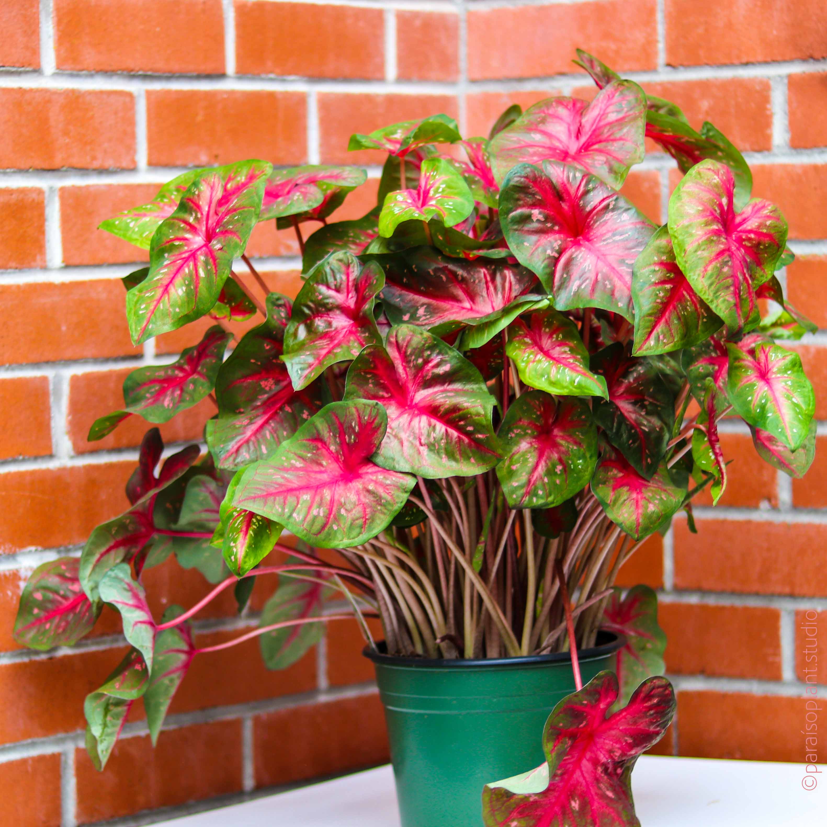 are caladium indoor plants Caladium ‘Radiance'