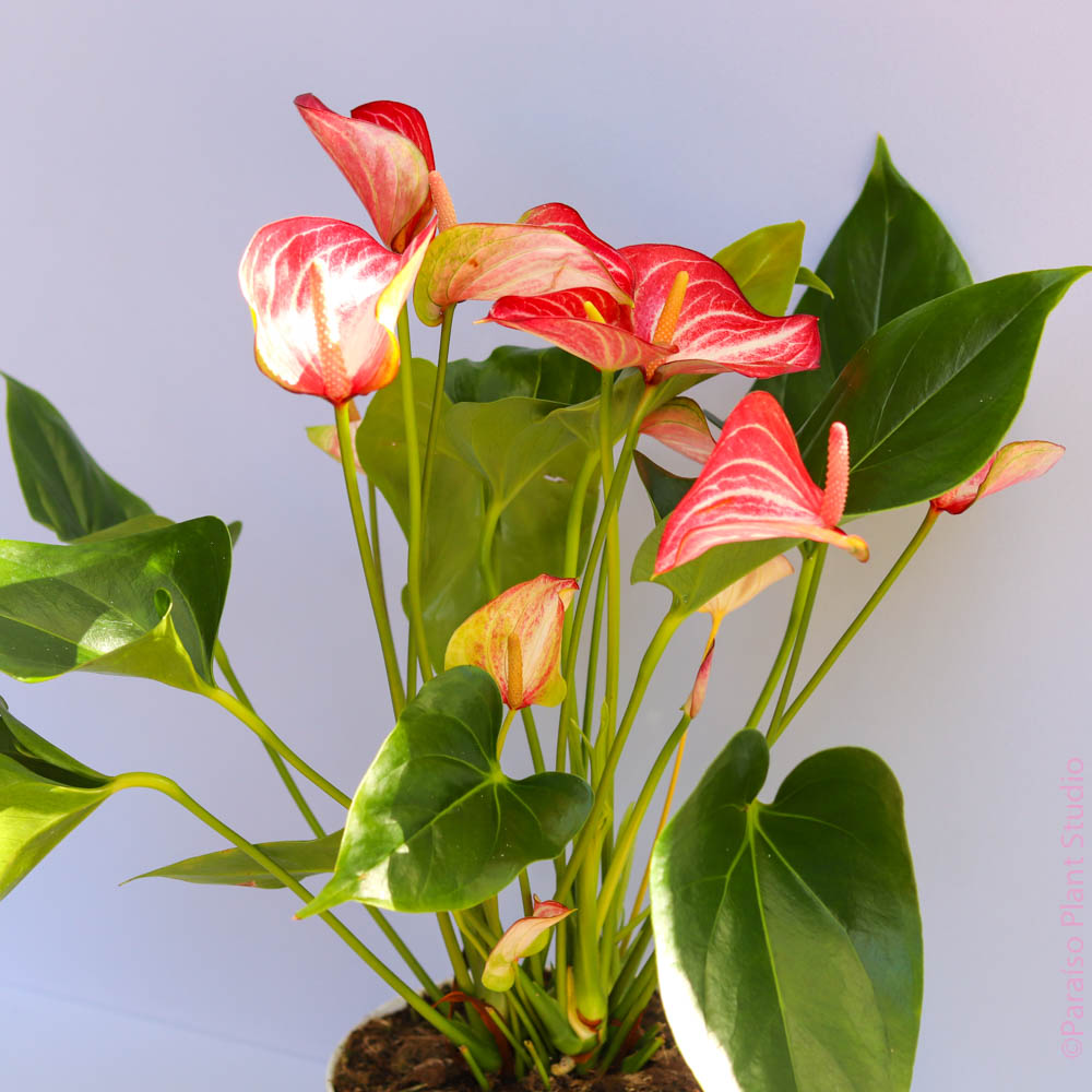 anthurium big 6 flowers sf Anthurium 'Livium'