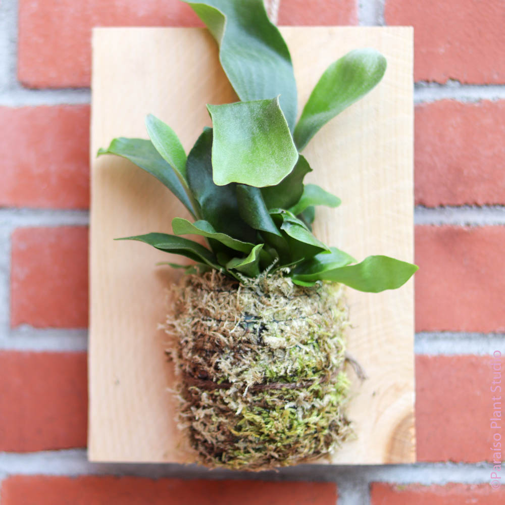 Mounted Staghorn Fern - Upright