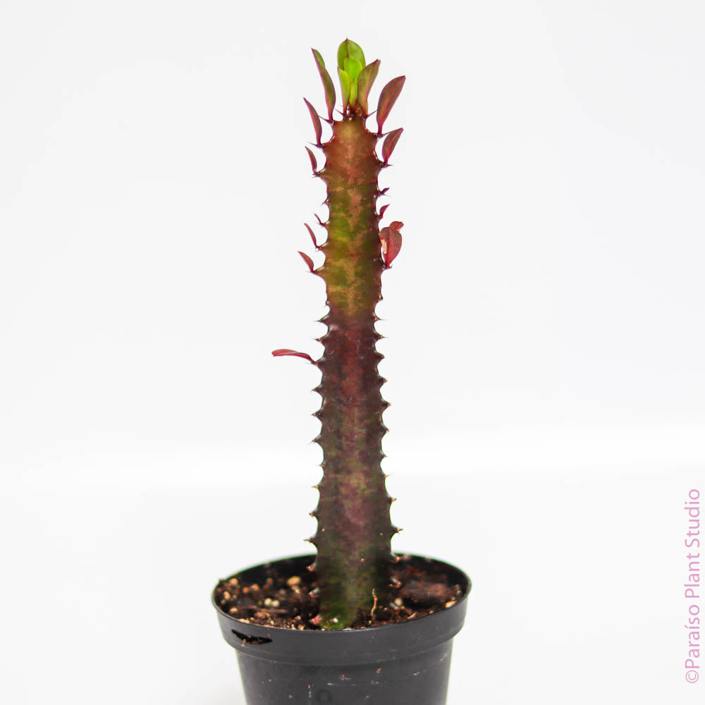 3in-5gal Euphorbia Trigona