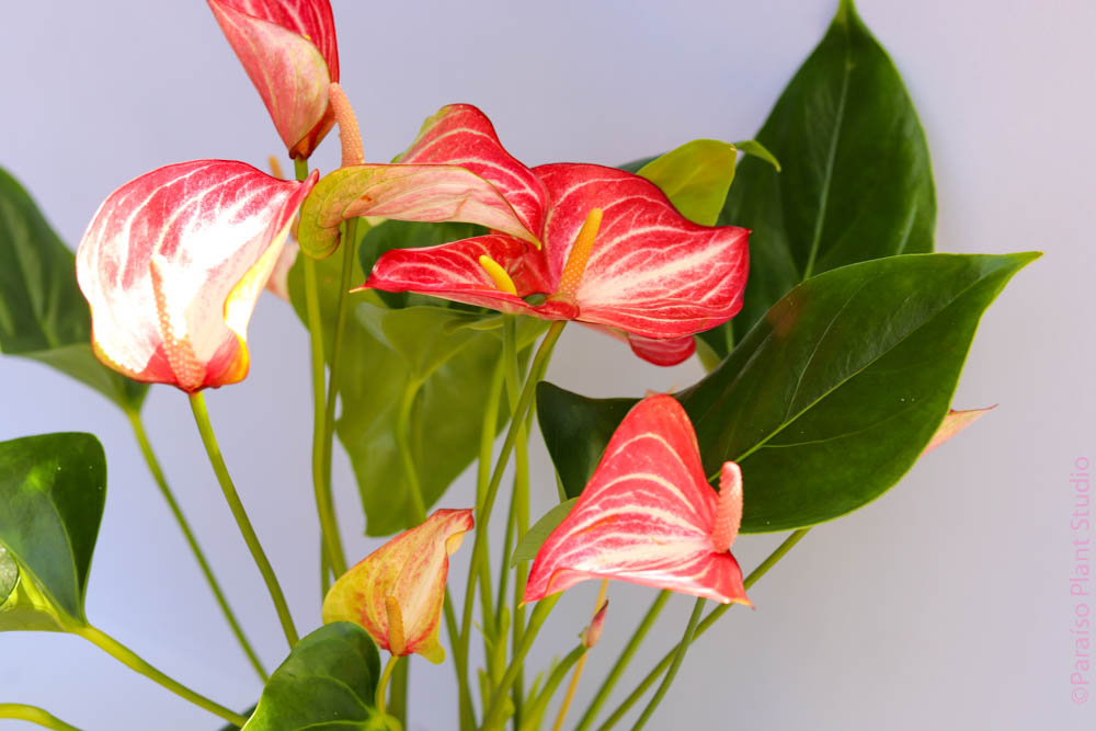 anthurium livium red Anthurium 'Livium'